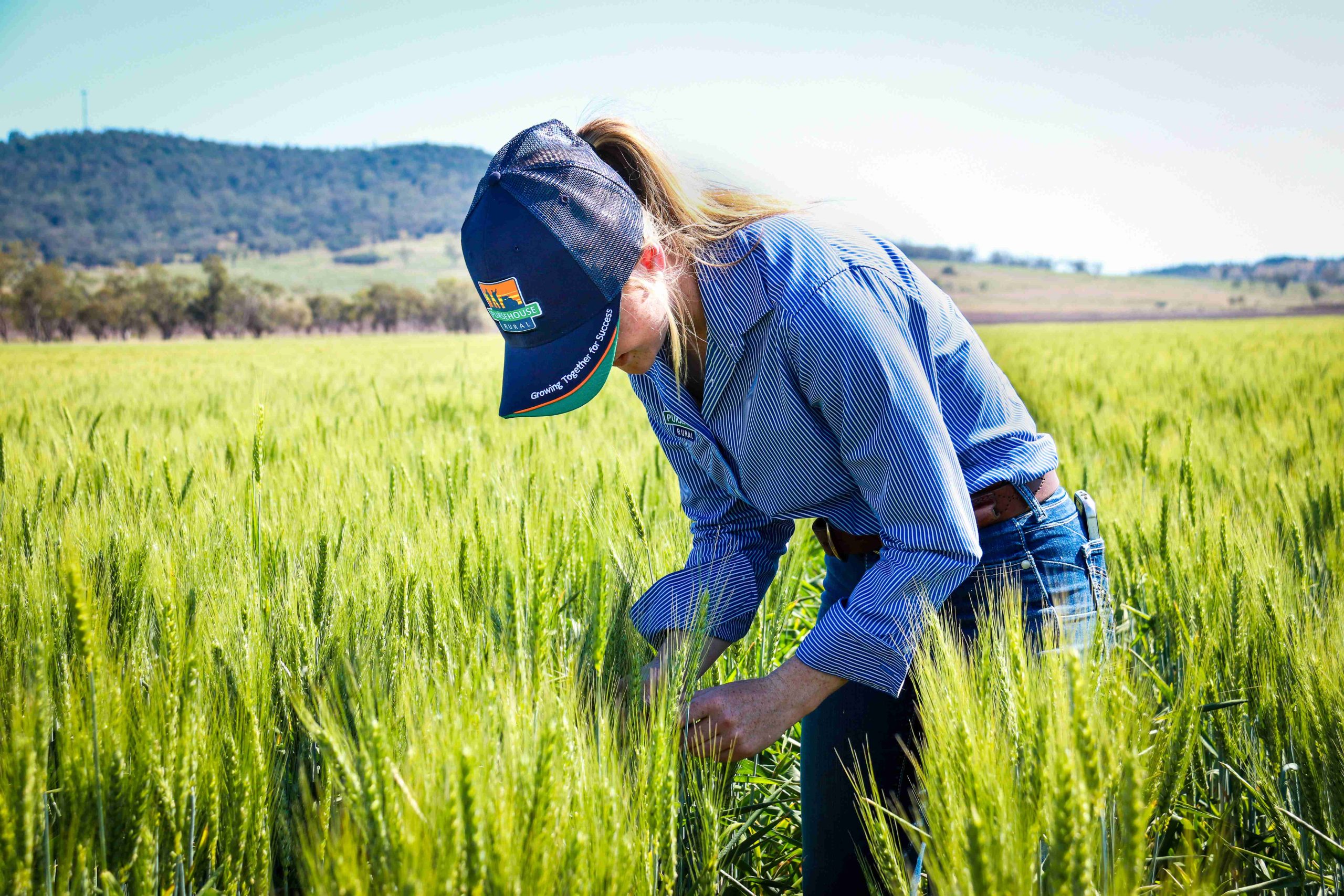 Female pursehouse rural agronomist checking green wheat