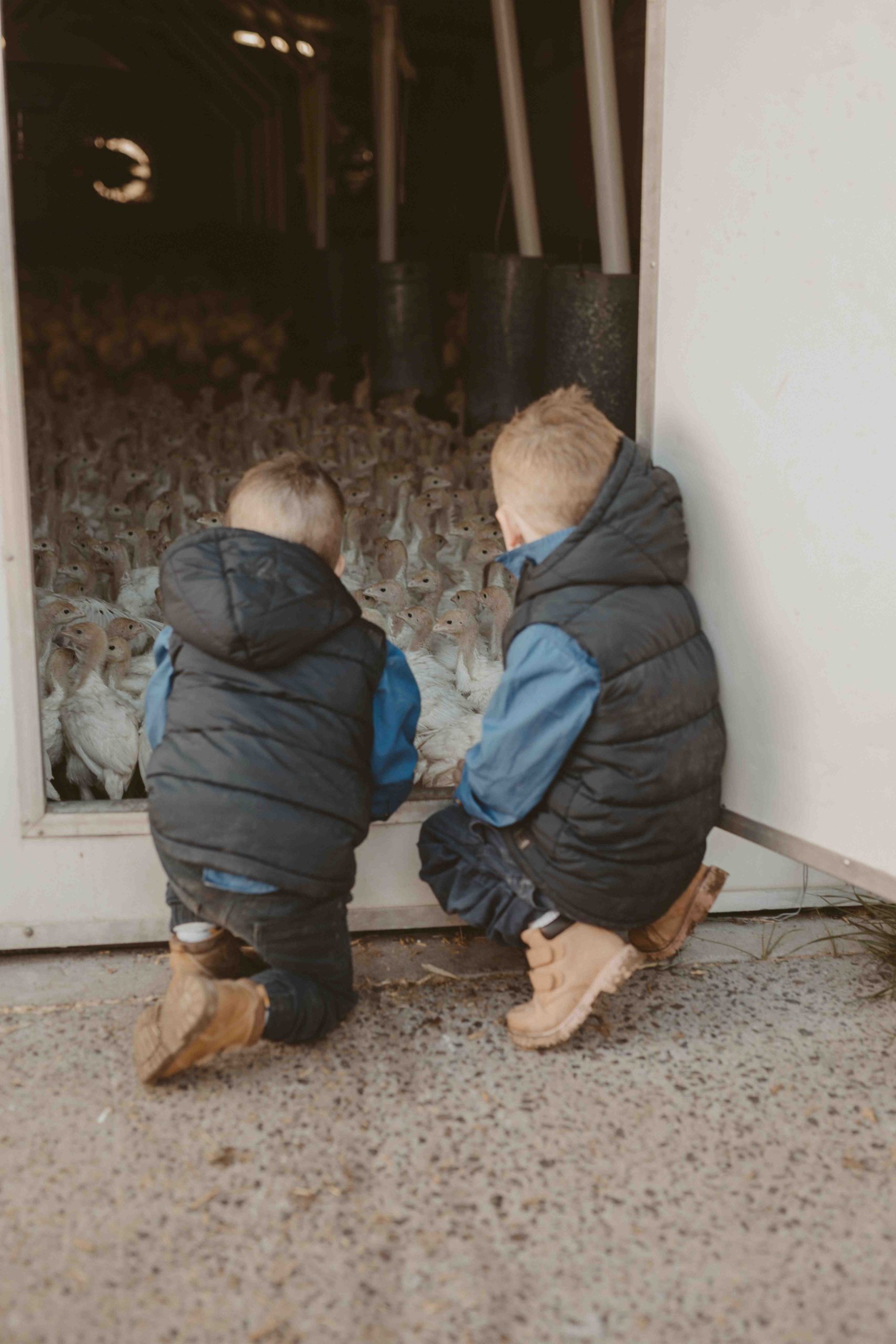 Young children look into shed housing young turkeys in background