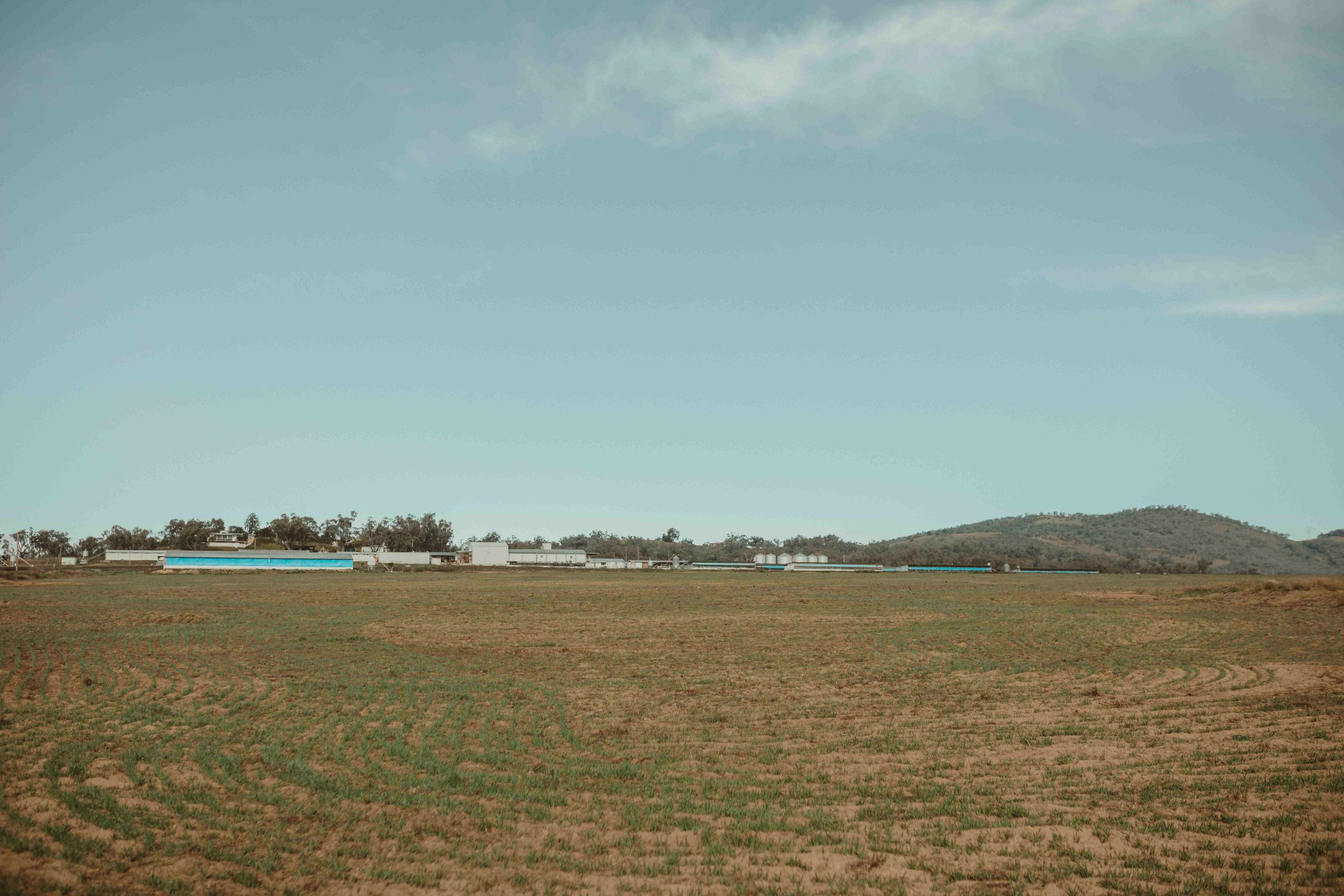 Landscape shot of turkey sheds in the background, planted pasture foreground and blue sky