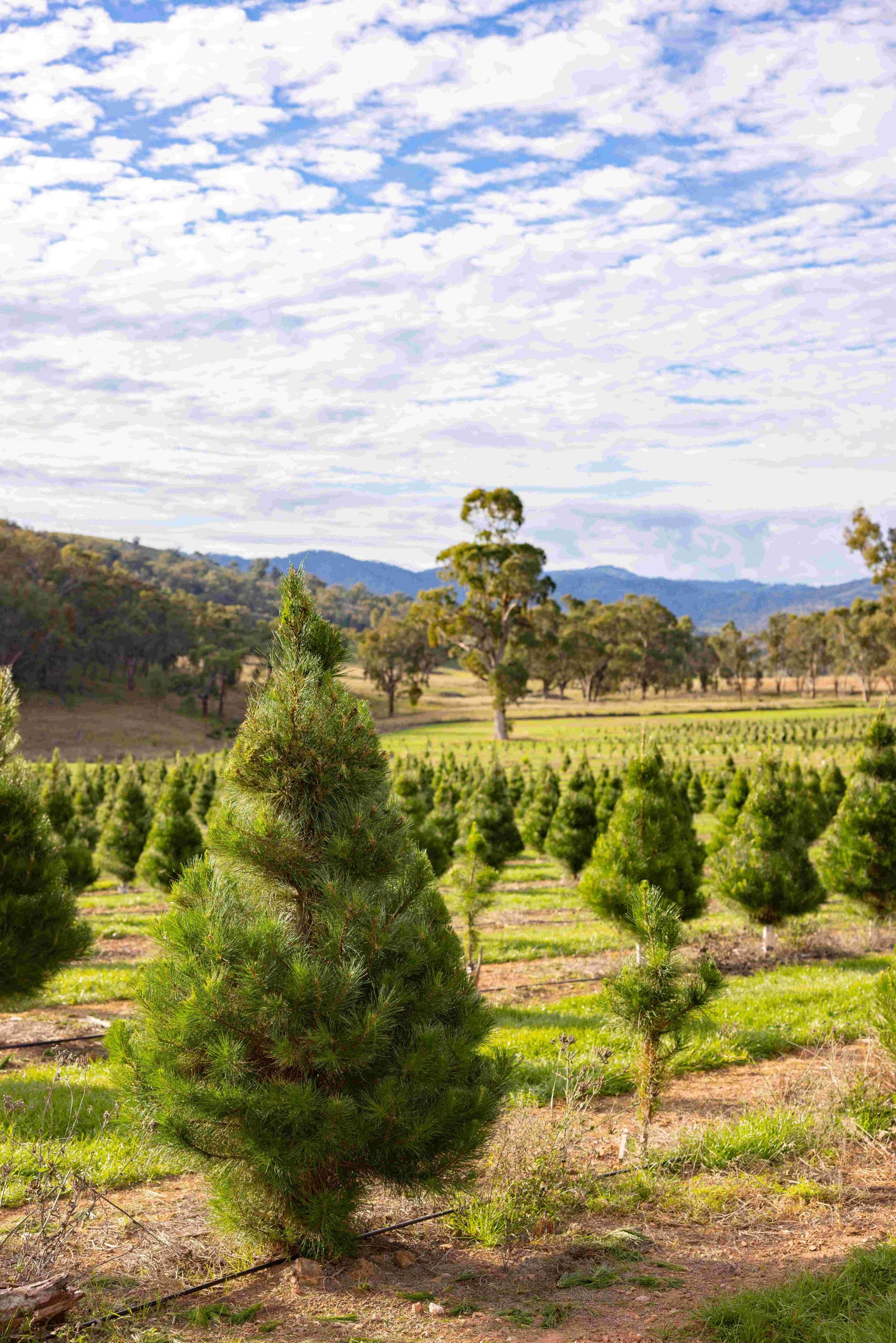 small Christmas Tree in the foreground, in front of pasture full of Christmas trees at various stages of growth