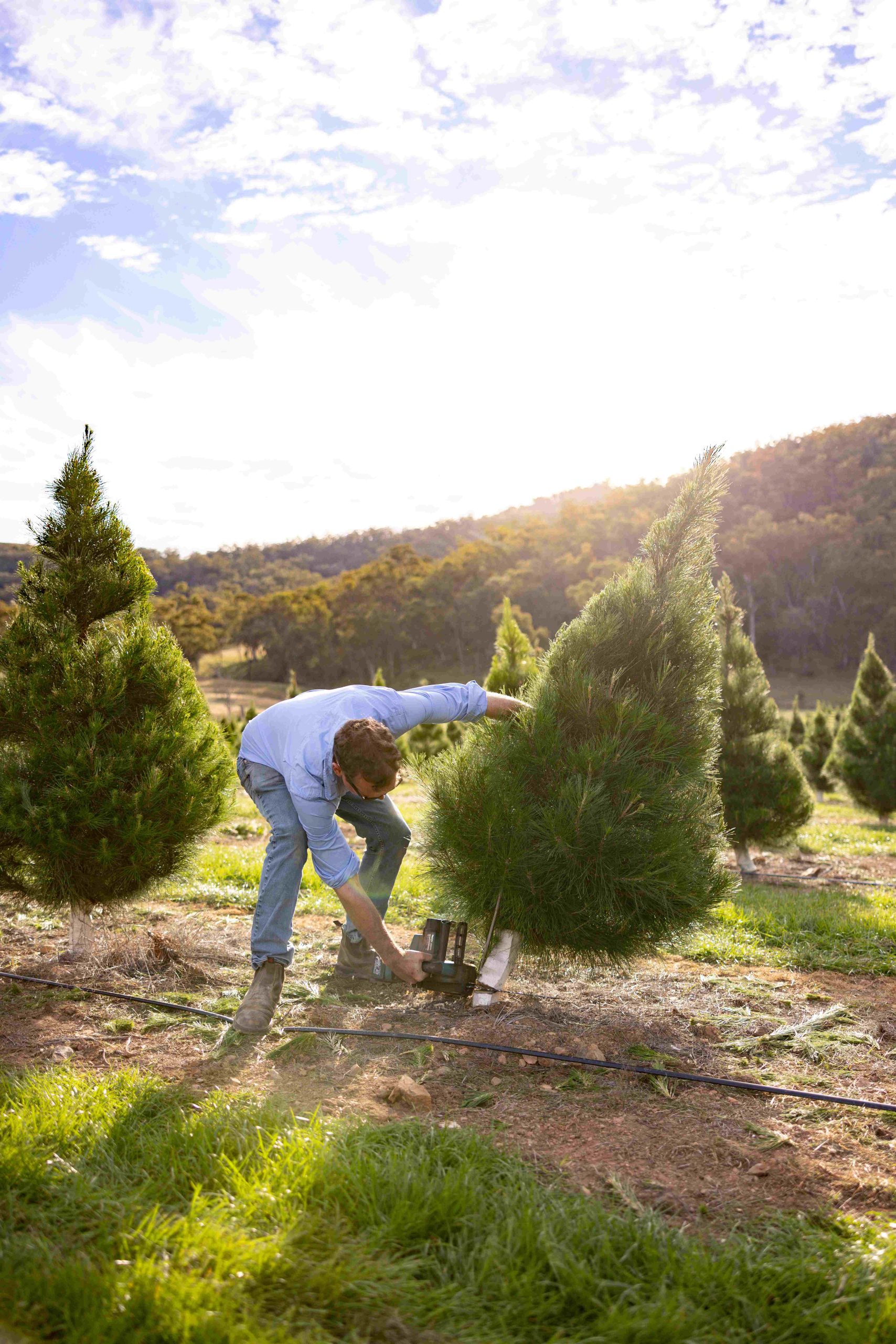 Young man cuts down 5 foot christmas tree ready for Christmas season, from green pasture