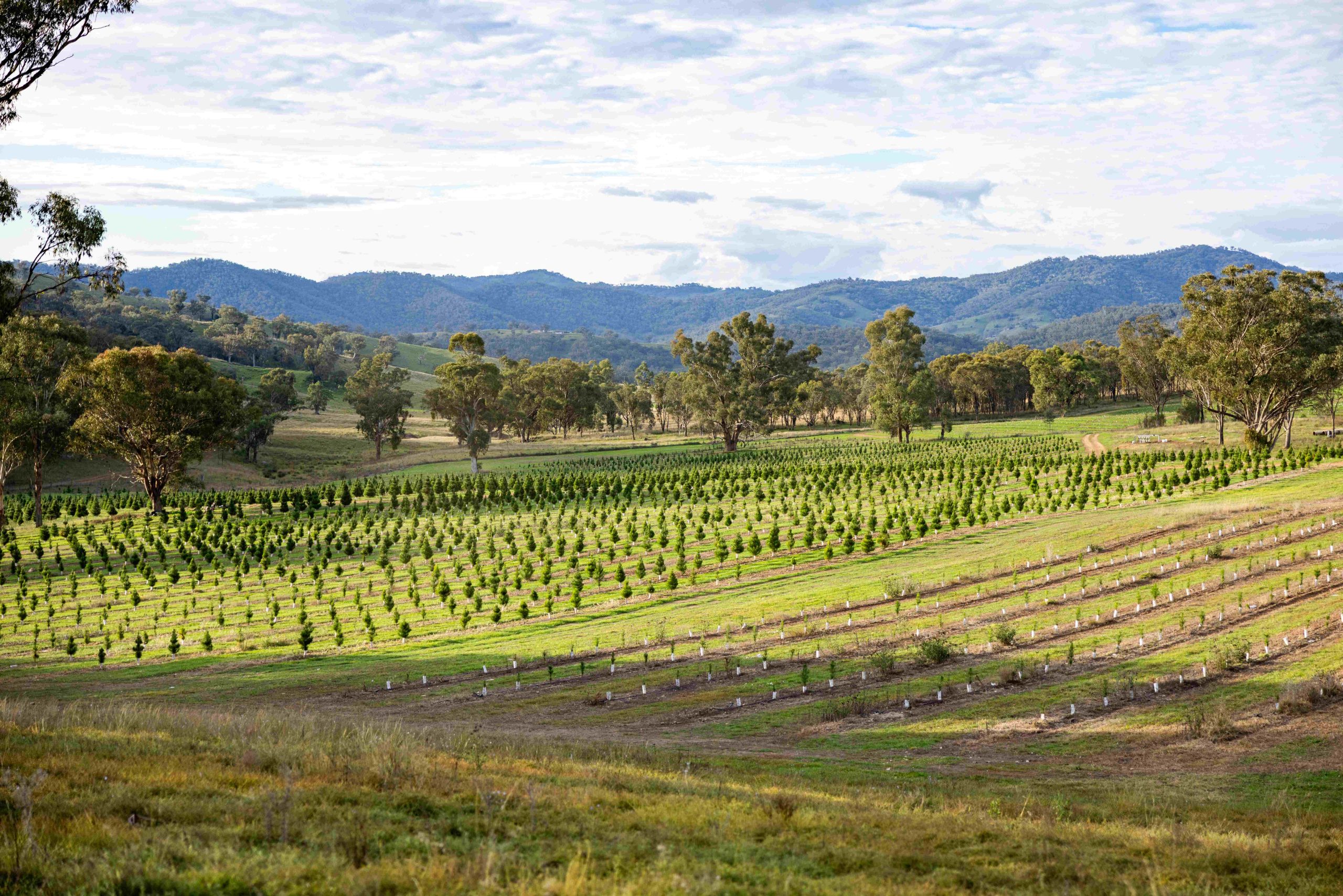 Green pasture of Christmas Trees at various stages of growth in valley in front of rolling green hills