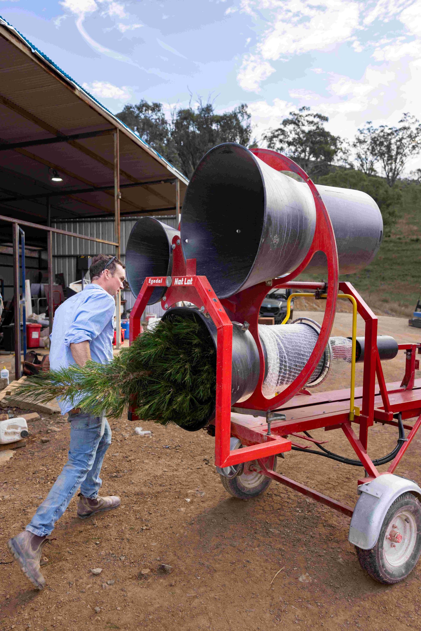 young man loads Christmas tree into netting machine in front of workshop