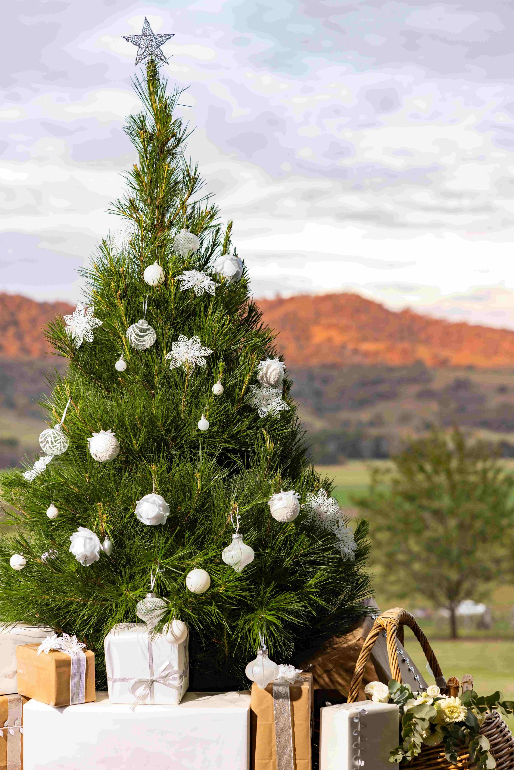 Real Christmas tree with white and silver baubles, white wrapped gifts at its base. Background an Australian rural landsape