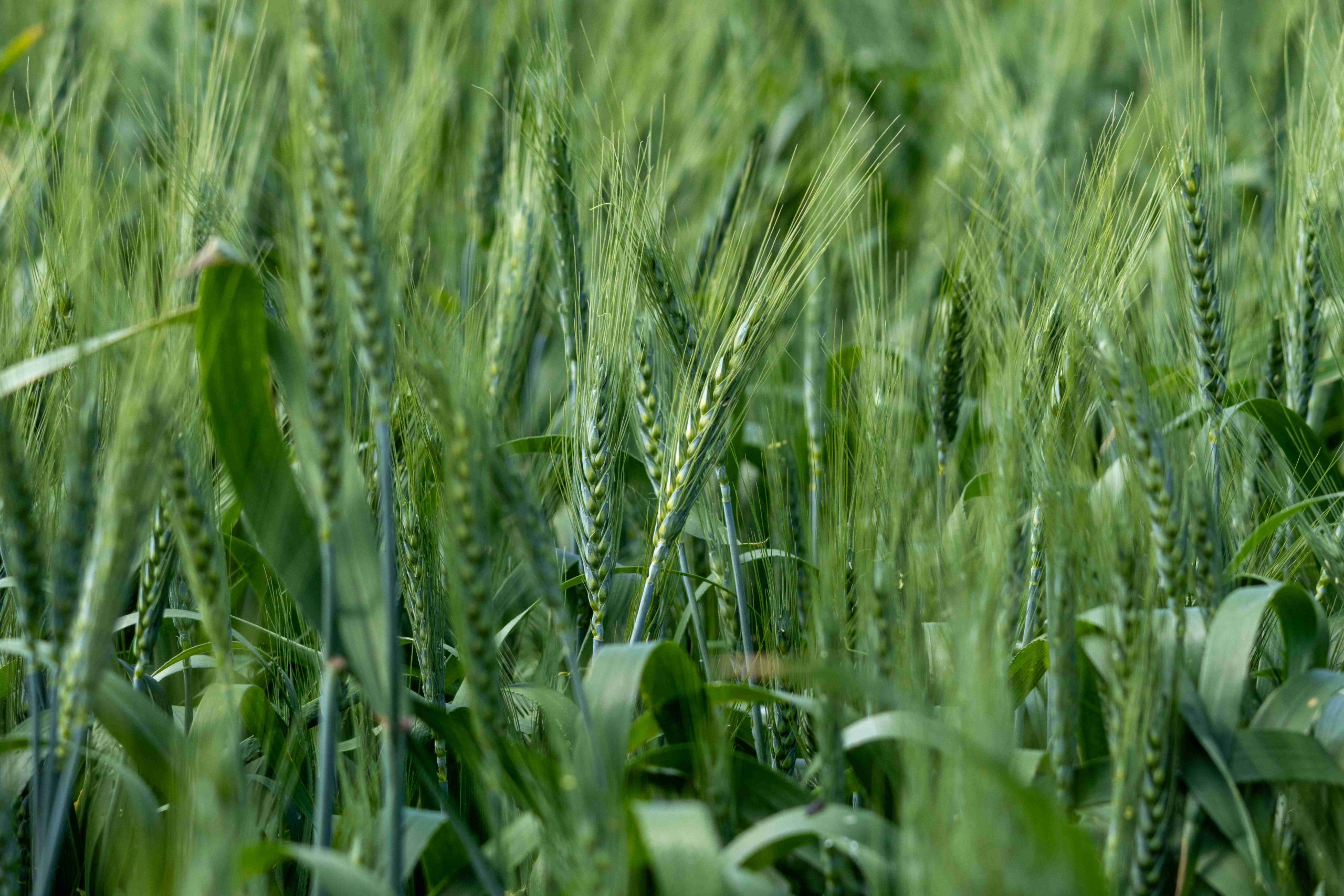 Close up green wheat crop