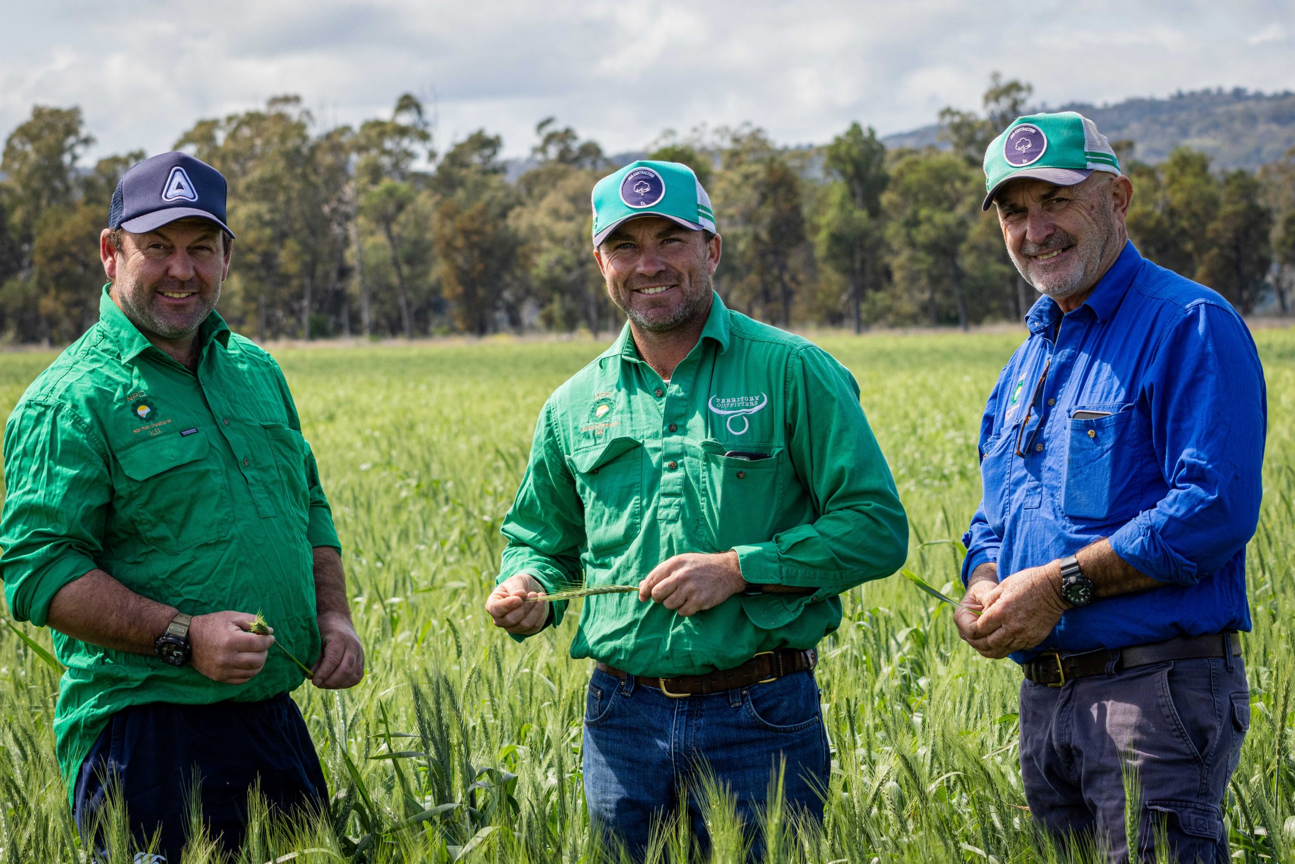 Three farmers stand in green wheat crop 