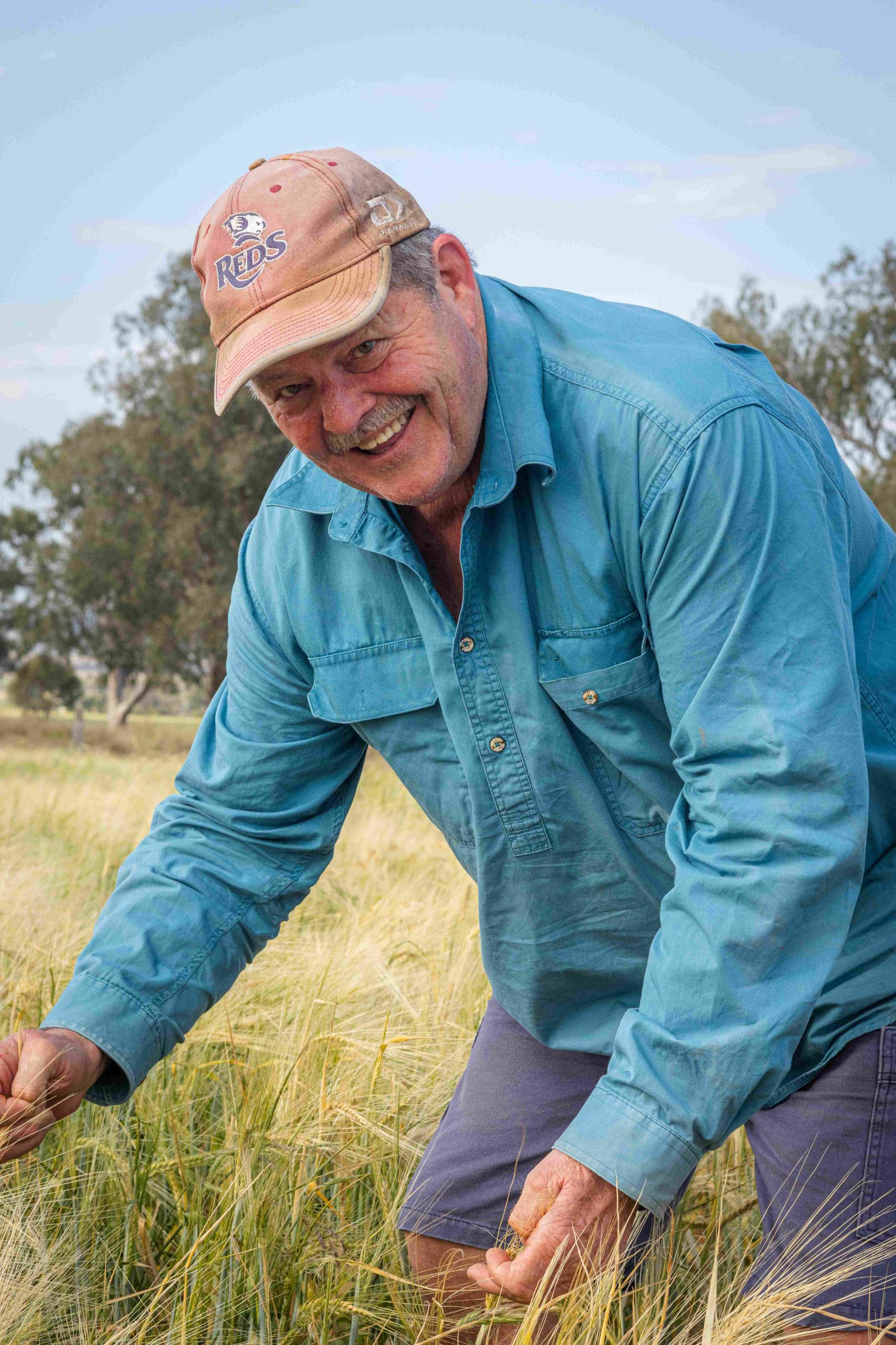 Farmer stands in yellow barley field in blue shirt and shorts with red cap