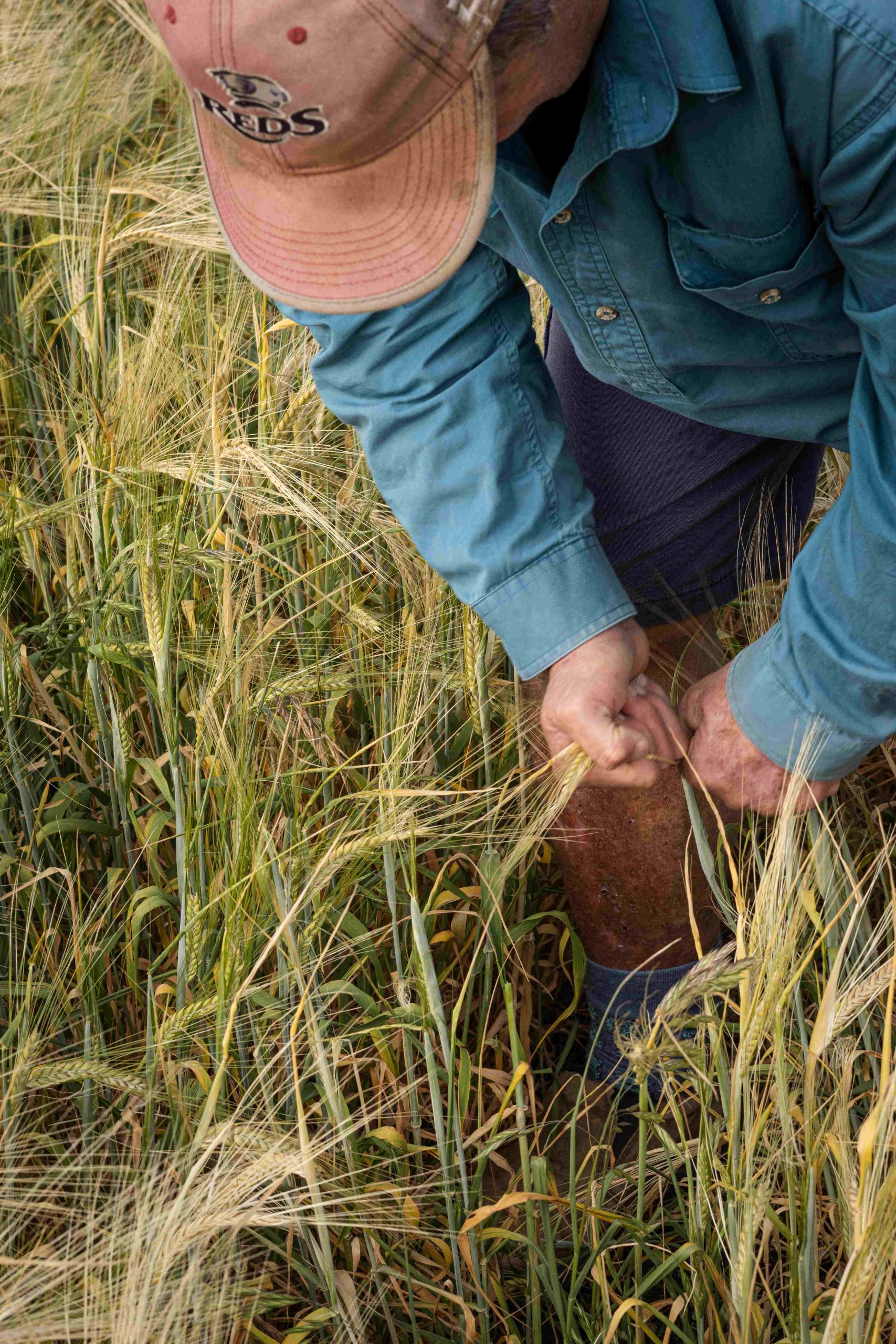 farmer checks his barley crop, takes handful of ripe yellow barley, blue shirt and shorts red cap