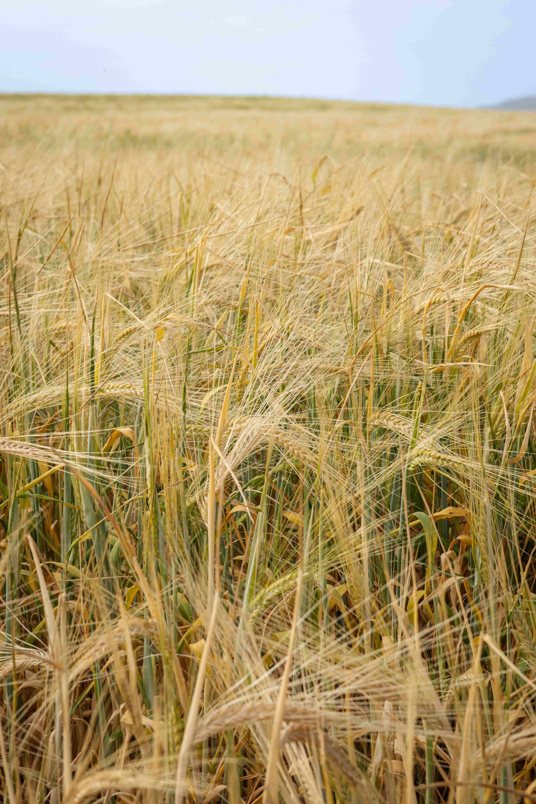 Yellow barley crop in front of grey sky