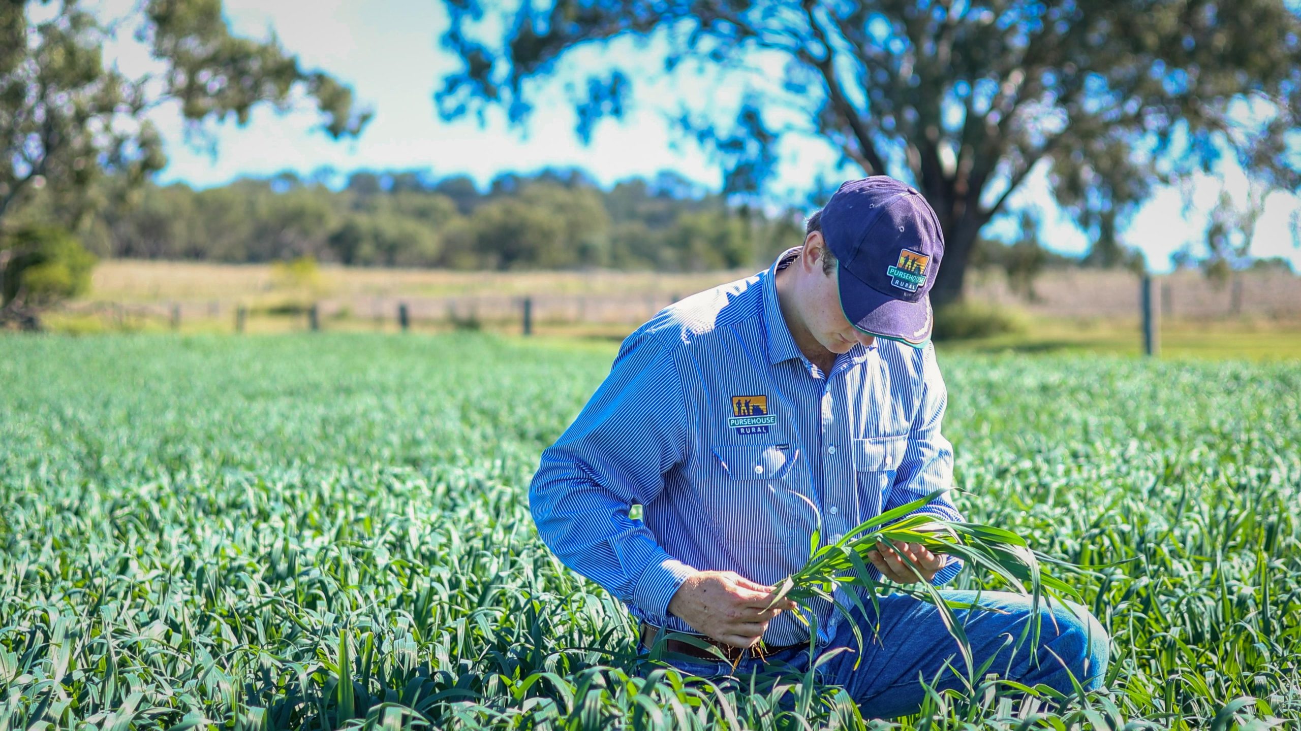 male agronomist checks green oats crop on sunny day