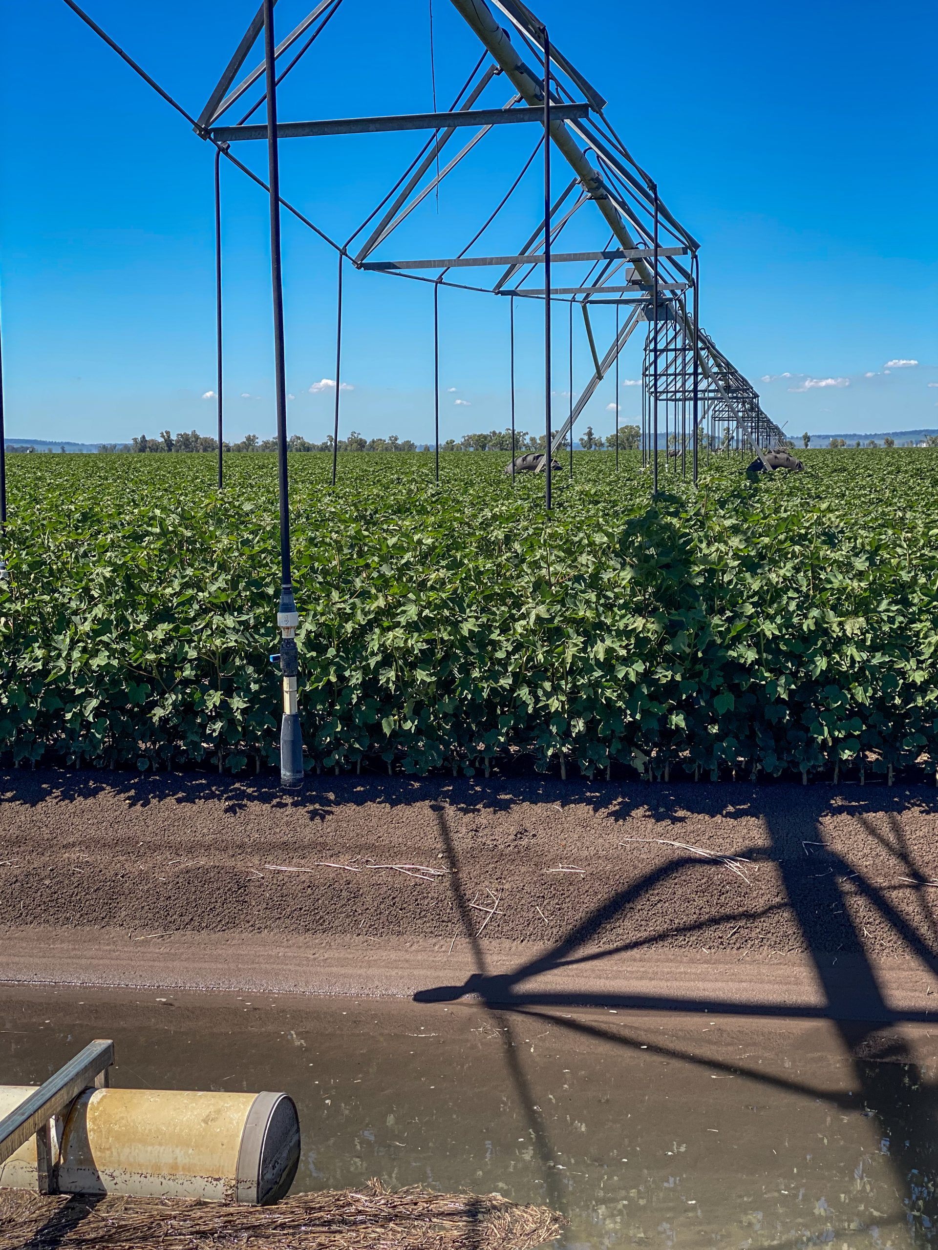 Green cotton crop under overhead irrigation system