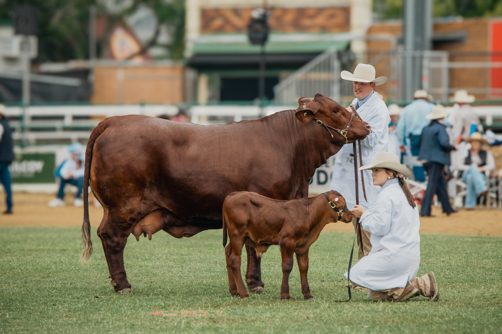 Santa Gertrudis cow and calf in the show ring at the ekka 2024