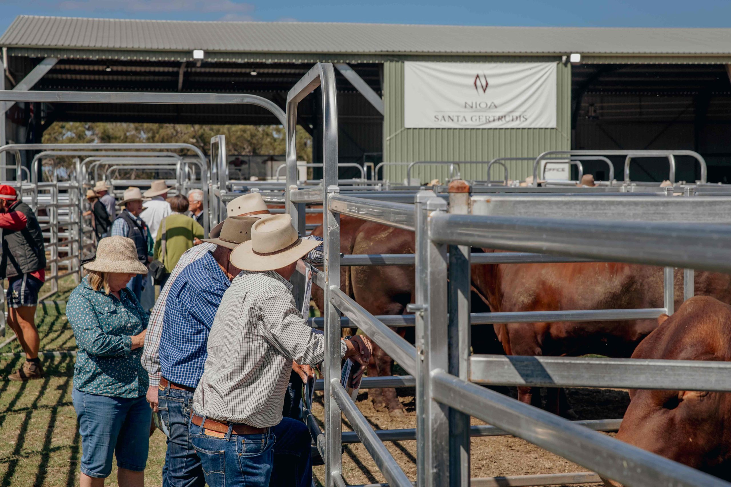 Cattle buyers inspect Santa Gertrudis Cattle in metal temporary yards in the fore ground and a shed stands in the background bearing the NIOA Pastoral banner