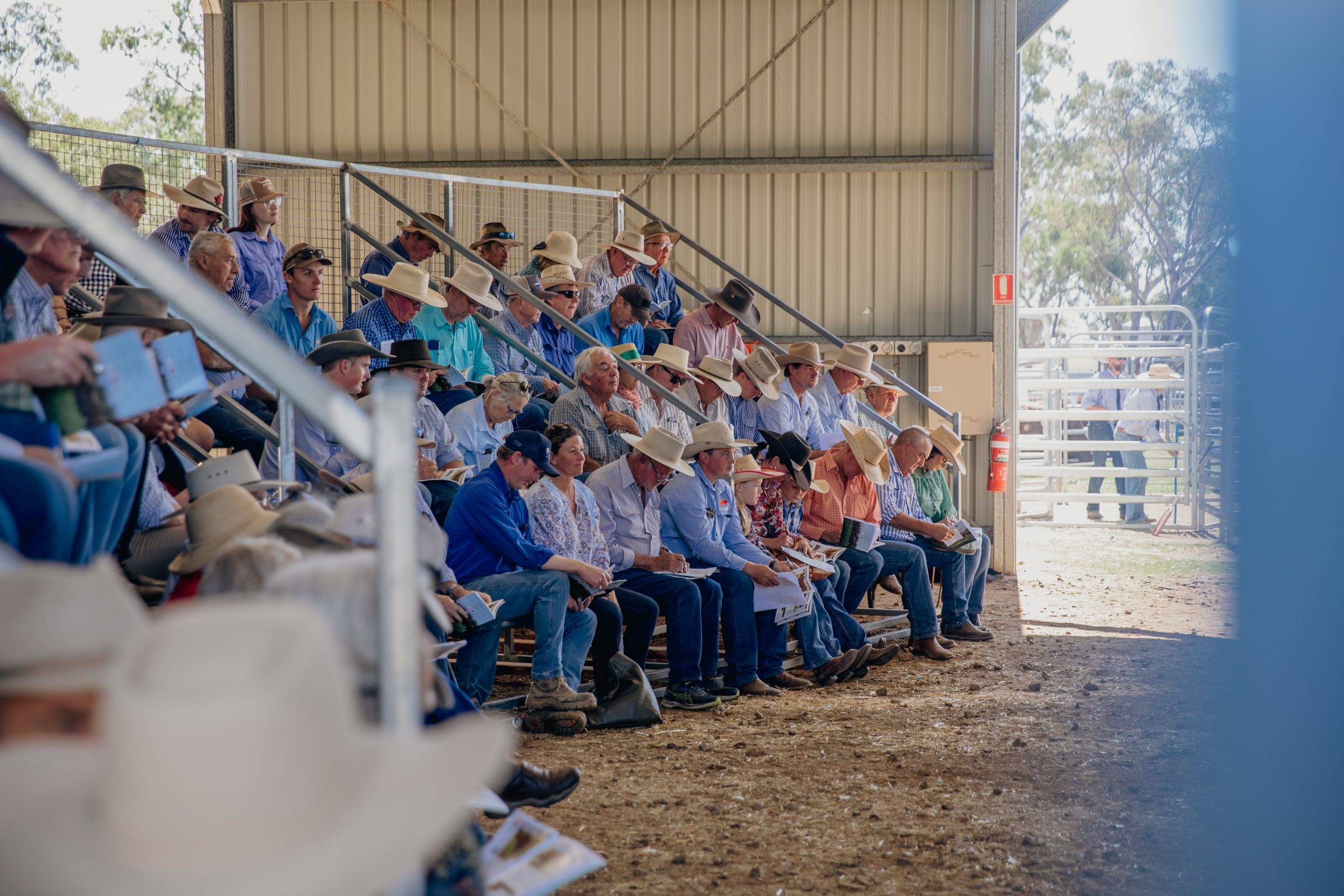 Grandstand full at NIOA on property bull sale, on sunny day inside shed