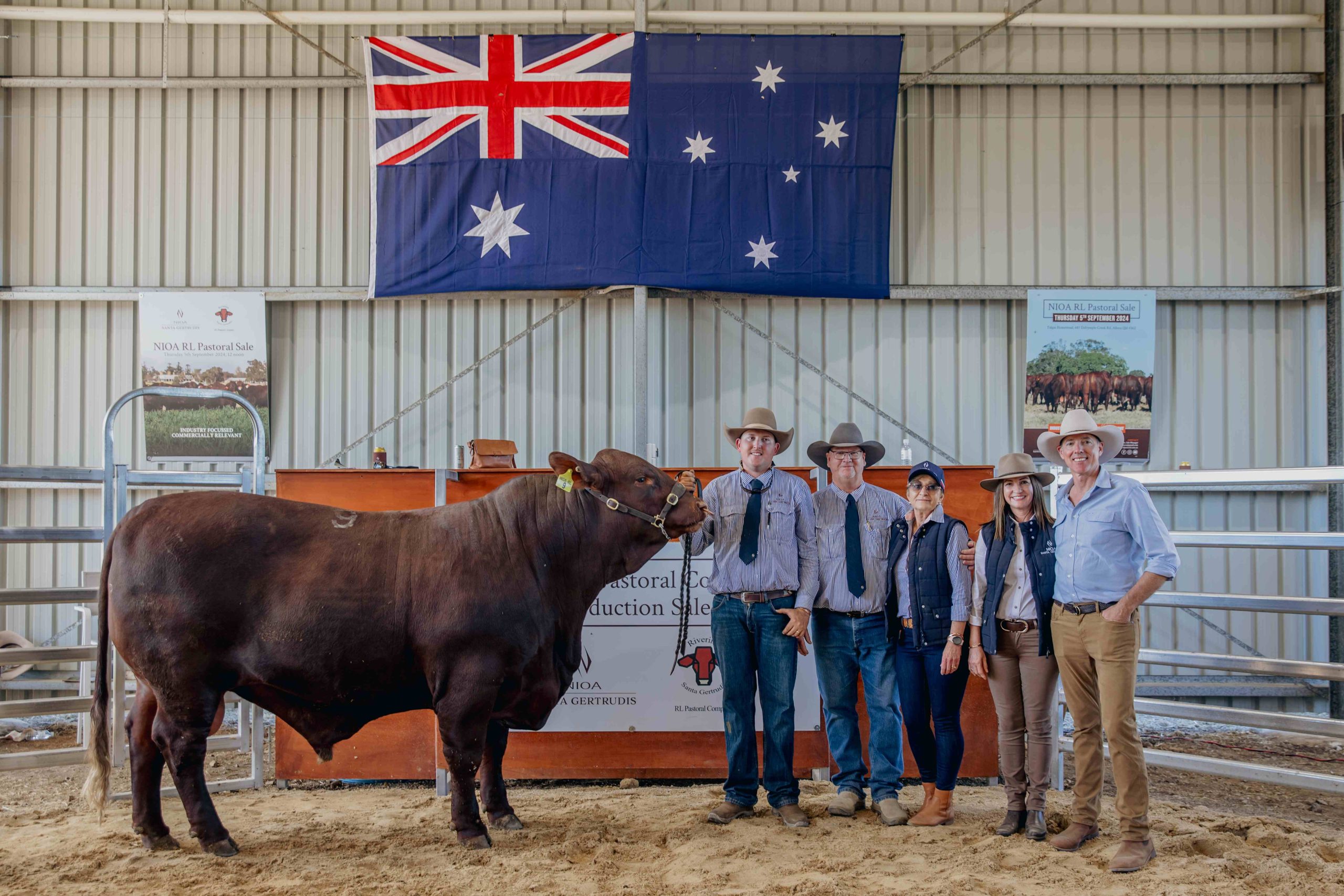 NIOA Pastoral and RL Pastoral representaties with sale topping Santa Gertrudis Bull, Riverina Tambo, in the sale ring in front of Australian flag