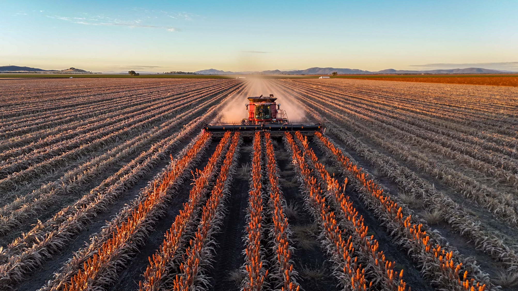 Red header harvests red sorghum crop at sunset